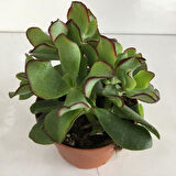 Orta Boy Crassula Ovata Para Çiçeği 10-20 cm