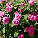 Tüplü Kokulu Reçellik Pembe Isparta Gülü Fidanı 15-25 Cm