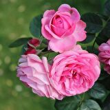Tüplü Kokulu Reçellik Pembe Isparta Gülü Fidanı 15-25 Cm