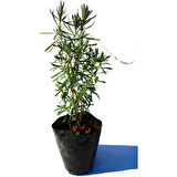 Fransız Provence Lavanta Fidanı 10-20 cm