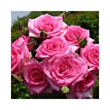 Tüplü Yediveren Isparta Reçellik Gül Fidanı  Rosa Damascena 10-20 Cm