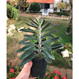 Echeveria Aşkın Gözyaşı Çiçeği 15-25 cm