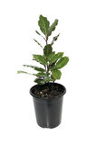 Defne Fidanı 30 - 40 Cm Laurus Nobilis