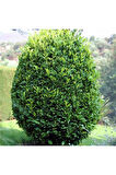 Defne Fidanı 30 - 40 Cm Laurus Nobilis