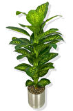 YAPAY DİFENBAHYA YAPAY AĞAÇ 170 CM 30X30 GALVANİZ SAKSI