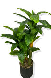 DRACAENA FRAGRANS KOYU RENK 3 GÖVDE YAPAY AĞAÇ 160 CM SİYAH 30X30 GALVANİZ SAKSI