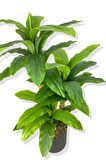 DRACAENA FRAGRANS KOYU RENK 3 GÖVDE YAPAY AĞAÇ 160 CM SİYAH 30X30 GALVANİZ SAKSI