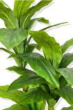 DRACAENA FRAGRANS KOYU RENK 3 GÖVDE YAPAY AĞAÇ 160 CM SİYAH 30X30 GALVANİZ SAKSI