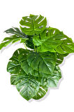 DEVETABANI (MONSTERA) 85 CM YAPAY AĞAÇ 24 DAL 25X25 GALVANİZ SAKSI