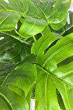 DEVETABANI (MONSTERA) 85 CM YAPAY AĞAÇ 24 DAL 25X25 GALVANİZ SAKSI