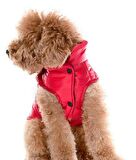 Küçük ve Orta Irk Köpek Mont Vigdis Kırmızı