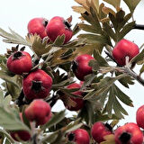 Soğuklara Dayanıklı Tüplü Aşılı İri Meyveli Kırmızı Alıç Fidanı(60-100 cm)