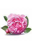 Tüplü Yöresel Reçellik Kokulu Pembe Isparta Gülü Fidanı 15-25 Cm