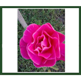 Rosa × damascena Aşılı Isparta Gülü Fidanı 10-20 cm
