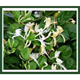 Afife Hanımeli Fidanı Lonicera Caprifolium 10-20 cm