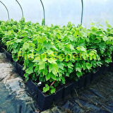 2 Yaş Erenköy Beyazı Üzüm Fidanı