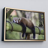 Altın Çerçeveli Kırmızı Panda Dekoratif Kanvas Tablo