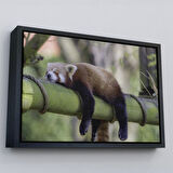 Altın Çerçeveli Kırmızı Panda Dekoratif Kanvas Tablo