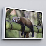 Altın Çerçeveli Kırmızı Panda Dekoratif Kanvas Tablo