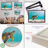 Siyah Çerçeveli Caretta Caretta Dekoratif Kanvas Tablo