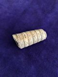 Kafadanbacaklı Baculites Fosil 45 Gram