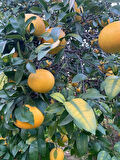 Hatay Greyfurt 10 Kg