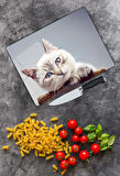 Kedi Desen Cam Kesme Tablası | Hediyelik, Dekoratif, Ofis, Mutfak 