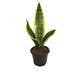 Sansevieria Trifasciata (9 Cm Saksıda)
