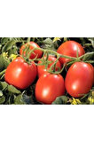 Domates Coşturan Gübre 20 Kg