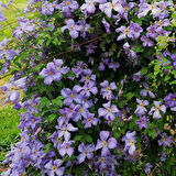 Emilia Plater  İri Çiçekli Clematis Orman Asması Çiçeği Fidanı (10-20 cm)