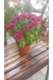 Kasımpatı Krizantem, (Chrysanthemum) Çiçeği Pembe 10-20 cm