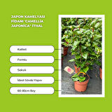 Japon Kamelyası Fidanı 'Camellia japonica'' İTHAL
