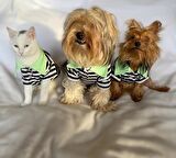 Grass Hopper Stripe Polo Yaka Tişört Kedi Kıyafeti  Kedi Elbisesi