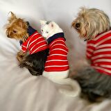 Red Stripe Elegance Polo Yaka Tişört Kedi Kıyafeti  Kedi Elbisesi