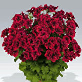 Clarion Dark Red Koyu Kırmızı  Çiçekli Sardunya Canan Çiçeği Fidesi (1  Adet)