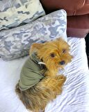 Midnight Green Atlet Köpek Kıyafeti  Köpek Elbisesi