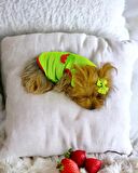 Pink Strawberry Atlet Köpek Kıyafeti  Köpek Elbisesi