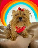 Frilly Pop Atlet Köpek Kıyafeti  Köpek Elbisesi