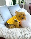Orange Stripe Atlet Köpek Kıyafeti  Köpek Elbisesi