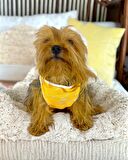 Orange Stripe Atlet Köpek Kıyafeti  Köpek Elbisesi