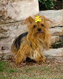 Köpek Tokası Teddy Serisi Yellow