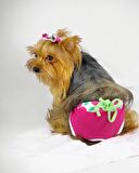 Fruit Party Kemique's Secret Köpek İç Çamaşırı Regl Külot Don