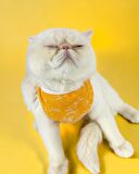 Orange Stripe Atlet Kedi Kıyafeti Kedi Elbisesi