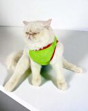 Pink Strawberry Atlet Kedi Kıyafeti Kedi Elbisesi