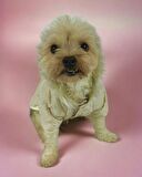 Cream Comfie Köpek Montu, Köpek Ceketi, Köpek Dış Giyim
