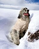 Cream Comfly Köpek Montu, Orta ve Büyük Irklar için