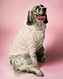 Cream Comfly Köpek Montu, Orta ve Büyük Irklar için