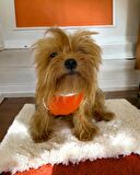 Frilly Pop Atlet Köpek Kıyafeti  Köpek Elbisesi