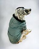 Green Comfly Köpek Montu, Orta ve Büyük Irklar için