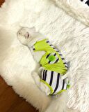 Lime Fuzz Tişört ve İç Çamaşırı Set Kedi Kıyafeti Kedi Kostümü